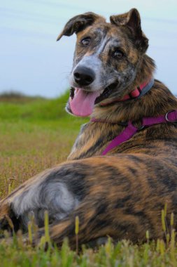 Yeşil çayırda Mastin 'li tazı yavrusu.