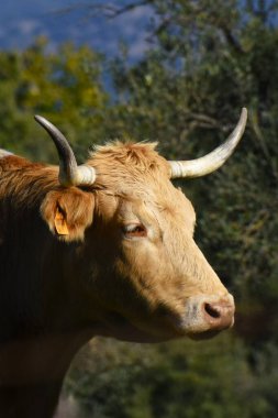 Açık havada otlayan organik inek..