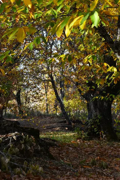 Sonbahar yapraklarıyla kestane ormanında patika.