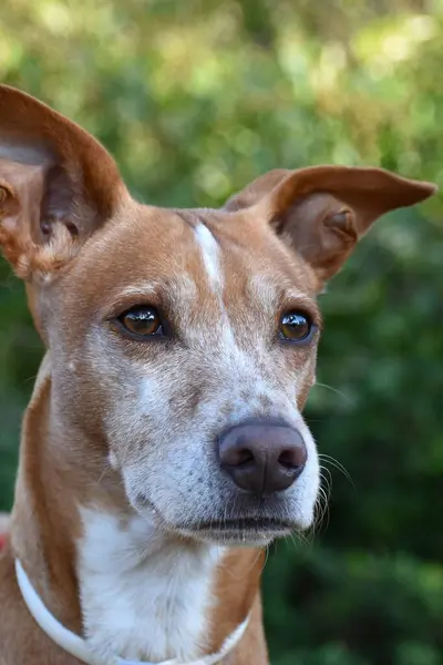 Arka planı bulanık veya bokeh olan Podenco köpeğinin portresi.