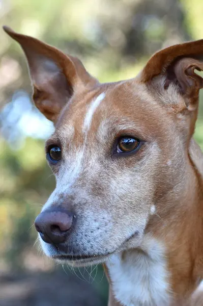 Arka planı bulanık veya bokeh olan Podenco köpeğinin yarı profil portresi.