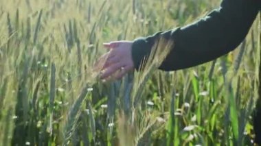 Buğday kulağı okşayan kadın.