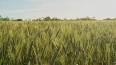 Buğday alan rüzgara karşı hareket.