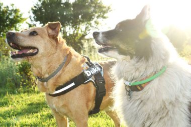 Köpekler eğitmenlerinin emirlerine özen gösterir, köpek eğitimi alırlar..