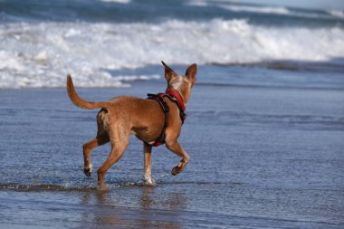 Podenco köpeği deniz kıyısında dalgalarla oynuyor..