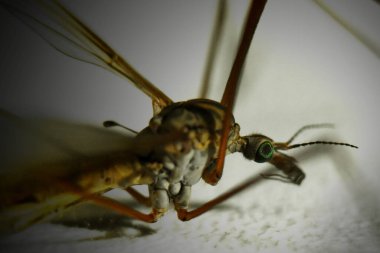 Tipula (Tipula) paludosa, Bıçak, makro