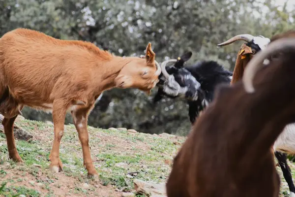 Billy keçi çocuklar kavga ediyor, keçiler kafa sallıyor..