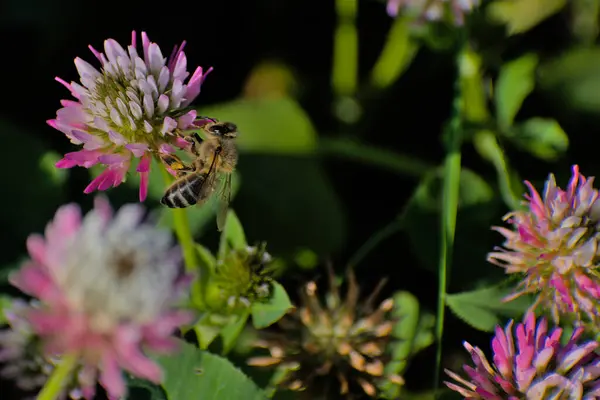 Apis mellifera carnica arı kırmızı yonca çiçeğinden nektar emiyor.