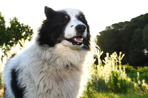 stock image Black and white border collie.