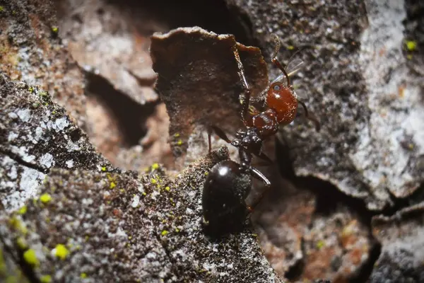 Krematogaster scutellaris karınca çene kemiğinde bir böcek taşıyor..