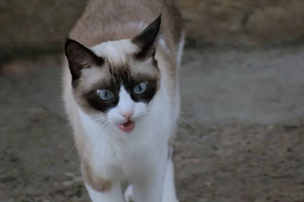 stock image Meowing siamese cat with big blue eyes.