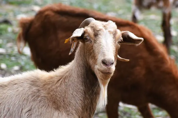 stock image Male spanish goat or domestic goat.