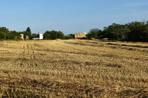 Arka planda küçük kır evi olan biçilmiş buğday tarlası.