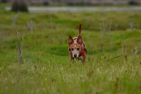 Podenco köpeği avını takip ediyor..