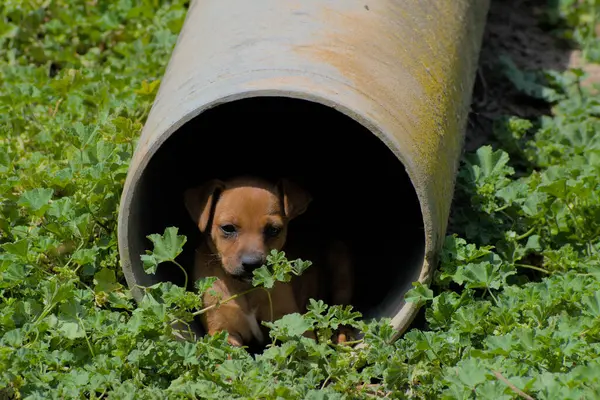 Yavru köpek yeşil bir çayırda sıcaktan korunuyor..