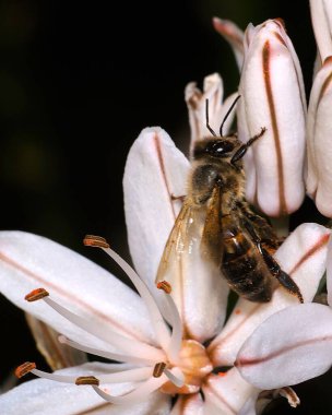 Apis mellifera capensis bee in anthophora.