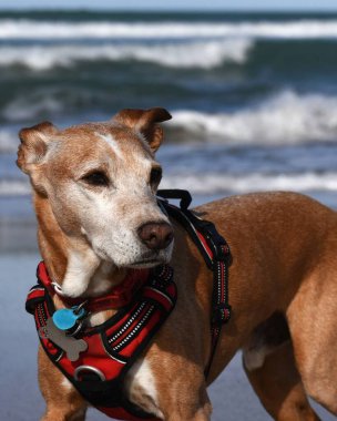 Podenco dog enjoying the beach in Cadiz. clipart