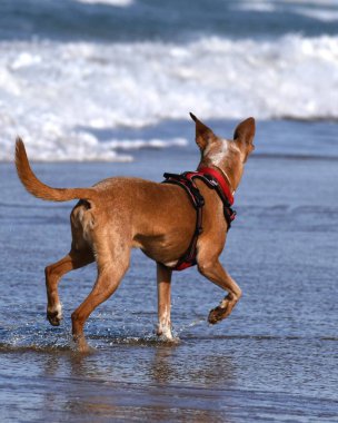 Podenco dog playing with the waves at the seashore. clipart