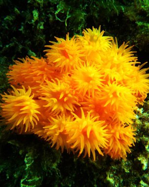 Tubastraea coccinea, mücevher mercan, yıldızlı turuncu mercan.