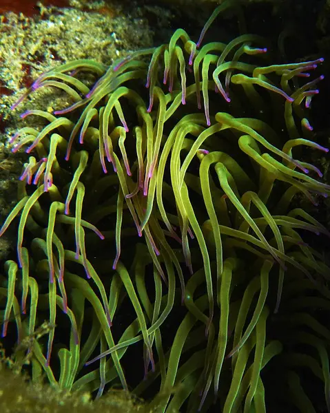 Amonyak sulcata, deniz şakayığı o deniz ısırganı.