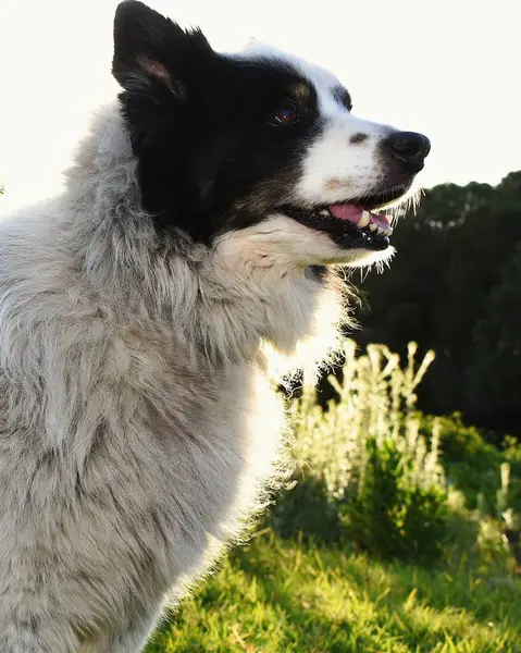 Siyah-beyaz sınır çoban köpeği profili.