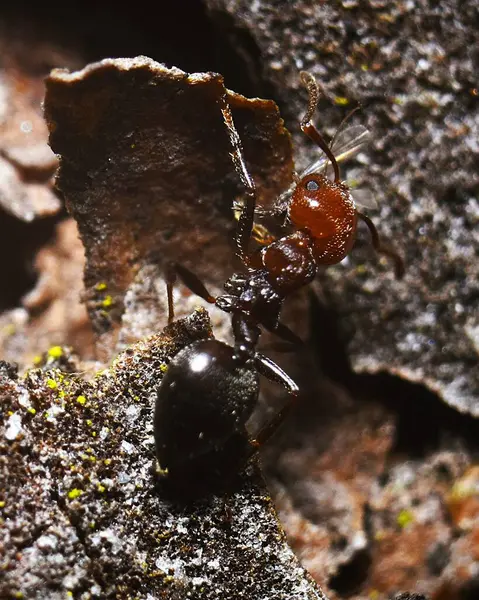 Krematogaster scutellaris karınca çene kemiğinde bir böcek taşıyor..