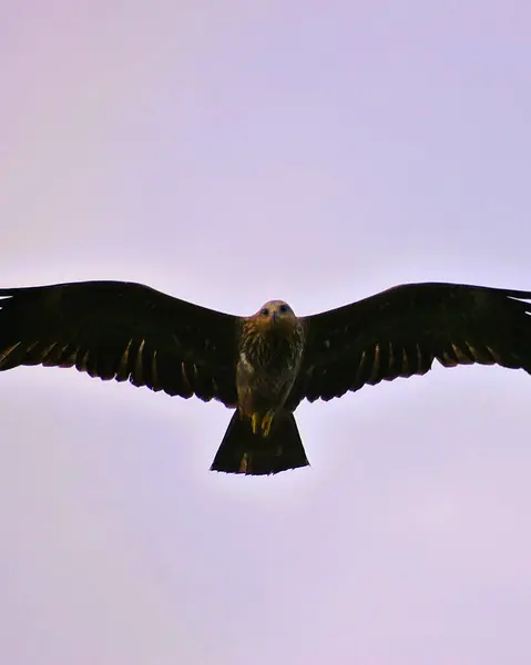 Milvus migrans, siyah uçurtma, milano zenci, aguilucho lagunero.