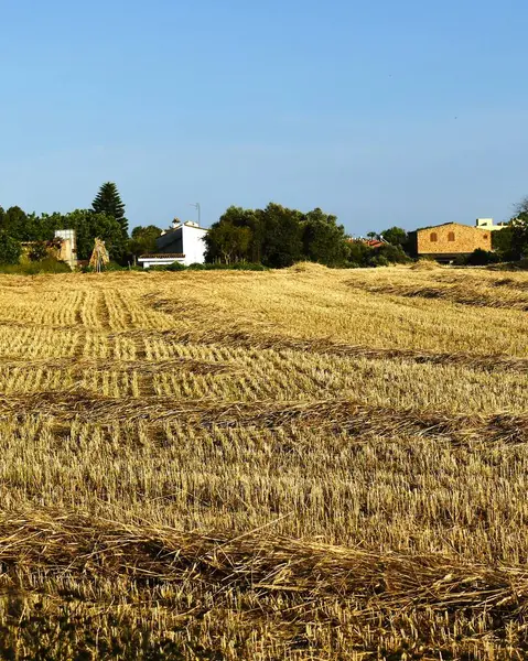 Arka planda küçük kır evi olan biçilmiş buğday tarlası.