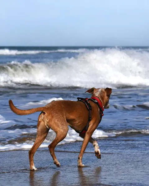 Podenco köpeği Cadiz sahilinde yürüyor..