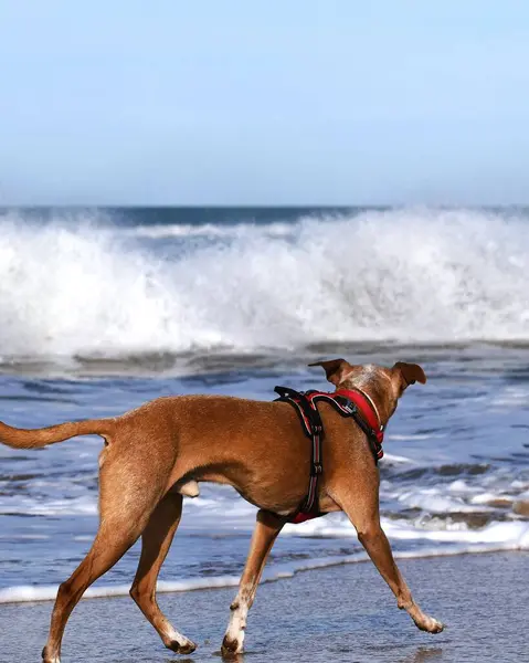 Podenco köpeği deniz dalgalarını nasıl kırdıklarını izliyor..