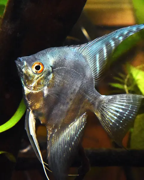 Pterophyllum scalare, mavi skaler, melek balığı.