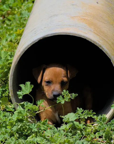 Yavru köpek yeşil bir çayırda sıcaktan korunuyor..