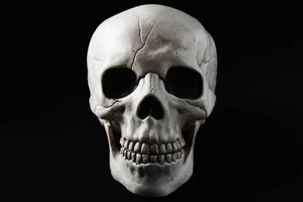 stock image Skull front view on dark background.