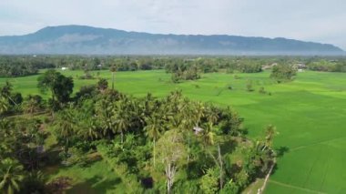 Yeşil pirinç tarlası, tepe ve dağların insansız hava aracı görüntüsü..