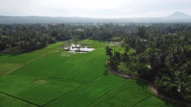 Yeşil pirinç tarlası, tepe ve dağların insansız hava aracı görüntüsü..