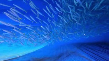 Aceh denizinin derinliklerinde bir grup ton balığı. Denizde yakalanan Ton Balığı.