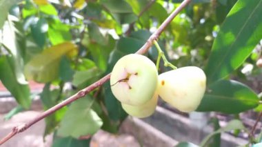 Ağaçta taze yeşil su guava meyvesi. Syzygium Aqueum.