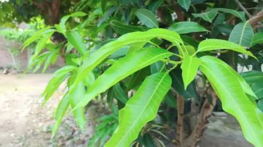 Bahçede taze mango yaprakları.