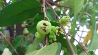 Ağaçta taze yeşil su guava meyvesi. Syzygium Aqueum.
