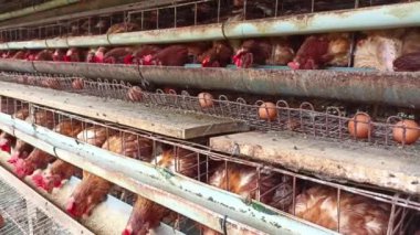 Kahverengi tavuklar yemi gagalıyor. Tavuklar kafeste tutulur. Kümes hayvanları çiftliğinde atmosfer. Endüstriyel yumurta fabrikası.