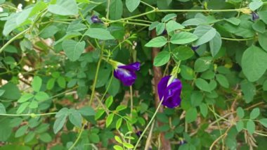 Bahçedeki mavi kelebek bezelye asması bitkisi. Bunga Telang.