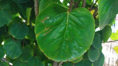Aralia kalkanı ya da bahçedeki erik aralı. İlaç fabrikası. Polyscias scutellaria. Daun Mangkokan.