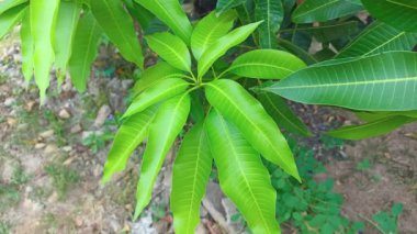 Bahçede taze mango yaprakları.