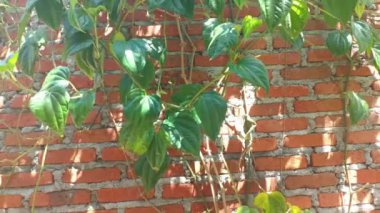 Bahçede taze betel yaprakları (gaydacı betel). Bitkisel ilaçlar için Asya tropikal bitkileri. Doğal antiseptik, antibakteriyel ve antiinflamatuar..