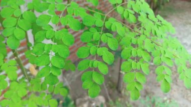 Moringa oleifera dalı yeşil yapraklar. Baget ağacı meyvesi. Yabanturpu ağacı.