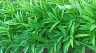 Bahçedeki taze lahana sebzesinin en üst görüntüsü. Lahana yaprakları rüzgârdan etkileniyor. Yeşil Bataklık lahanası. Tatlı su ıspanağı (ipomoea aquatica)).