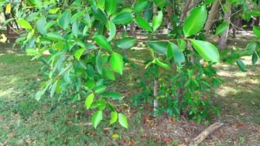 Rüzgarda sallanan parlak yeşil ağaç yaprakları. Güneşli bir sabahta Darussalam Anıt Parkı.