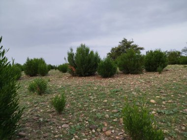 Gökyüzü ile mükemmel bahar çimenleri