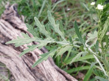 Çimenlerin yemyeşil bıçakları yakın plan
