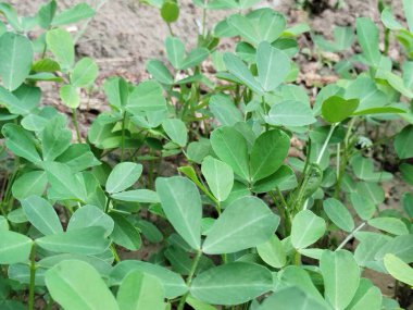 yeşil yaprakları closeup arka plan